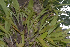 Liparis viridiflora